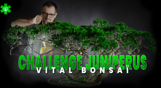 Challenge Juniperus avec Vital Bonsaï